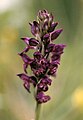 Anacamptis coriophora Italy - Lama Mocogno