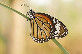 Ventral view