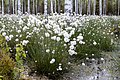 Puszcza Piska, Poland