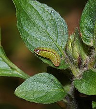 larva