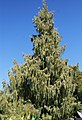 National tree (Bhutan Cypress)