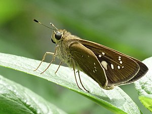 Ventral view