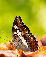 Ventral view