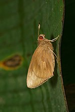 Ventral view