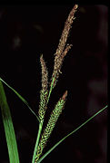 Carex acutiformis