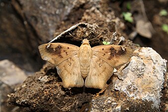 Dorsal view (dry season form)