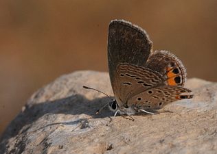 Ventral view