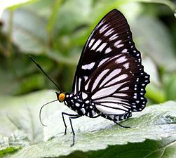 Ventral view