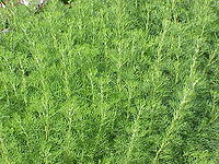 Artemisia abrotanum