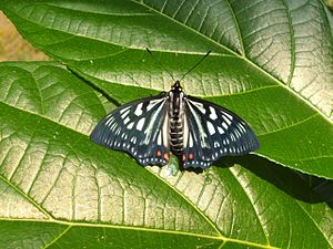 Dorsal view