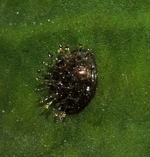 Egg