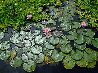 Nymphaea, Verona (Italy)