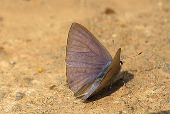 Dorsal view