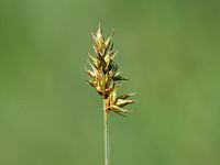 Carex pairae