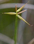 Carex pauciflora