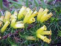 Erica patersonia