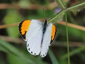 Dorsal view