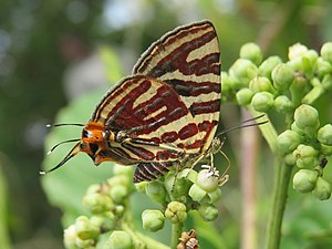 Ventral view (wet season form)