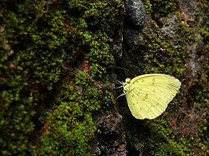 Ventral view