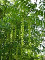 Twig with fruits