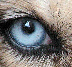 Dog eyes