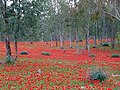 Shokeda, Israel