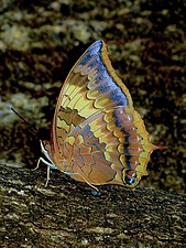 Ventral view (male)