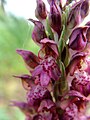 Anacamptis coriophora Spain - Mallorca