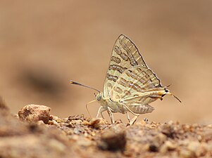 Ventral view