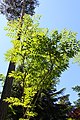 Aralia chinensis