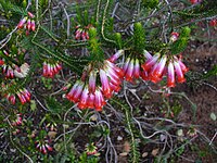 Erica regia