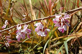 Gliricidia sepium, fleurs