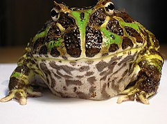 Argentine Horned Frog