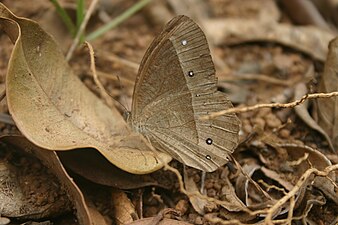 Ventral view