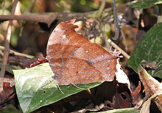 Ventral view