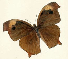 Dorsal view (dry season form)