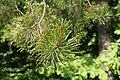 Pinus contorta subsp. latifolia foliage