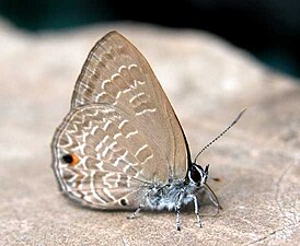 Ventral view