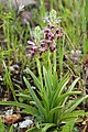 Anacamptis coriophora Portugal - Algarve