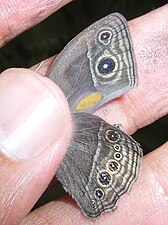 Brand on the underside of the forewing