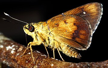 Ventral view