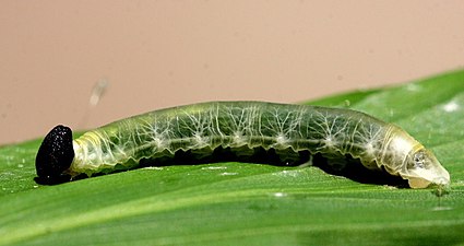 Larva