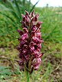 Anacamptis coriophora Spain - Mallorca