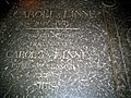 The gravestone of Linné and his son in the cathedral of Uppsala