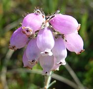 Erica tetralix