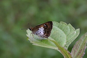 Ventral view