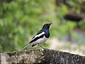 বাংলা: দোয়েল, বাংলাদেশের জাতীয় পাখি English: National bird of Bangladesh