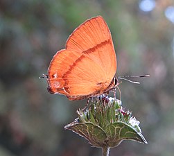 Ventral view