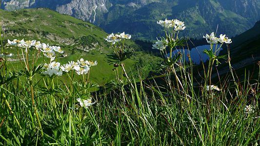 Zeigersattel (ca. 1900 m Höhe) - Foto