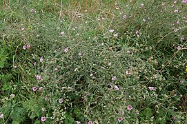 Althaea cannabina, Ambérac (Charente, France)